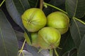 Pignut Hickory Nut Cluster 02 Royalty Free Stock Photo