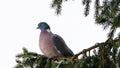 Pigoen sitting on spruce branches, Denmark