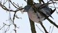 Pigoen sitting on branches, Denmark