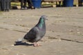 A pigeon standing on the pavement