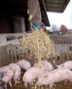 Pigpen cleaning Royalty Free Stock Photo