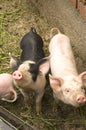 Pigs Royalty Free Stock Photo