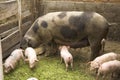 Pigs Royalty Free Stock Photo