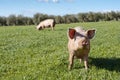Pigs Royalty Free Stock Photo