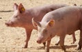 Pigs Royalty Free Stock Photo