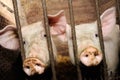 Pigs Behind Bars in Barn Royalty Free Stock Photo