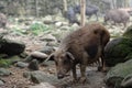 Pigs of Black Hmong people in Sa Pa Valley