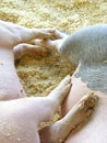 Pigs bonding