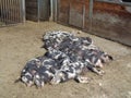 pigs are chilling at the farm Royalty Free Stock Photo