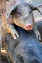 Pigs copulating Royalty Free Stock Photo