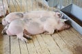 Pigs on countryside farm. Pig farming is the raising and breeding of domestic pigs as livestock, and is a branch of animal Royalty Free Stock Photo