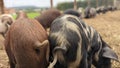 Pigs with curly tails foraging together for food