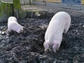 Pigs dig the ground with their snouts Royalty Free Stock Photo