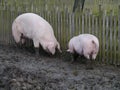 Pigs dig the ground with their snouts Royalty Free Stock Photo