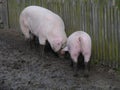 Pigs dig the ground with their snouts Royalty Free Stock Photo