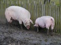 Pigs dig the ground with their snouts Royalty Free Stock Photo