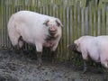 Pigs dig the ground with their snouts Royalty Free Stock Photo
