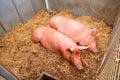 Pigs at The Dorset County Show Royalty Free Stock Photo