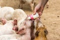 Pigs drinking milk from a baby bottle