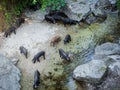 Pigs drinking on the river