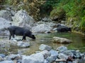 Pigs drinking on the river