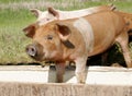 Pigs eating Royalty Free Stock Photo