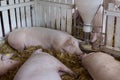 Pigs eating from hog feeder Royalty Free Stock Photo