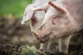 Pigs eating on a meadow in farm