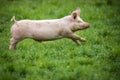 Pigs eating on a meadow in farm