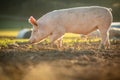 Pigs in an organic meat farm