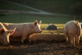 Pigs in an organic meat farm