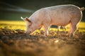 Pigs in an organic meat farm