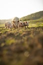 Pigs eating in an organic meat farm Royalty Free Stock Photo