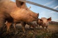 Pigs eating on a meadow in an organic meat farm