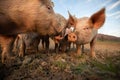 Pigs eating on a meadow in an organic meat farm