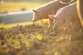 Pigs eating on a meadow in an organic meat farm Royalty Free Stock Photo