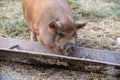 Pigs Eating out of a Trough Royalty Free Stock Photo