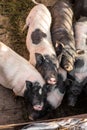 Pigs family in pigsty, look into camera. dirty and happy. Farm life