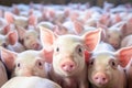 Pigs on a farm. Agriculture and farming business. Livestock breeding. The farm pigs. Royalty Free Stock Photo