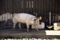 Pigs on farm Royalty Free Stock Photo