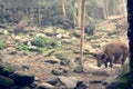 Pigs at farm in Sa Pa valley