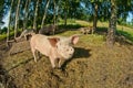 Pigs on a farm Royalty Free Stock Photo