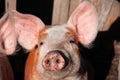 Pigs on the farm. Happy pigs on pig farm. piglets Royalty Free Stock Photo