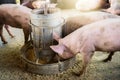 Pigs at the farm. Meat industry. Pig farming to meet the growing demand for meat in thailand and international. Royalty Free Stock Photo