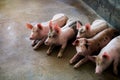 Pigs at the farm. Meat industry. Pig farming to meet the growing demand for meat in thailand and international.