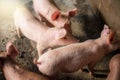 Pigs at the farm. Meat industry. Pig farming to meet Royalty Free Stock Photo