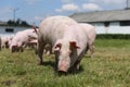 Pigs farming raising breeding in animal farm rural scene Royalty Free Stock Photo