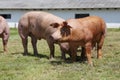 Pigs farming raising breeding in animal farm rural scene Royalty Free Stock Photo