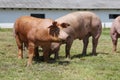 Pigs farming raising breeding in animal farm rural scene Royalty Free Stock Photo