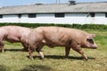 Group of pigs farming raising breeding in animal farm Royalty Free Stock Photo